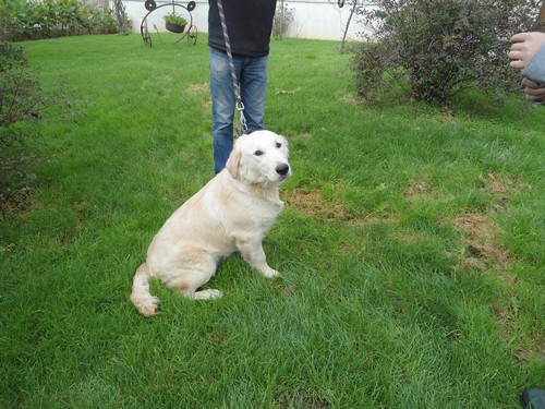 Golden retriever